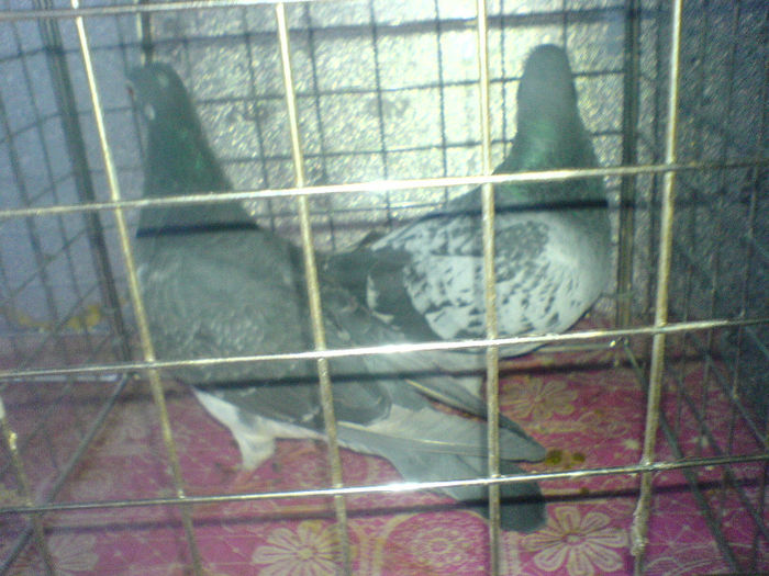 DSC00632