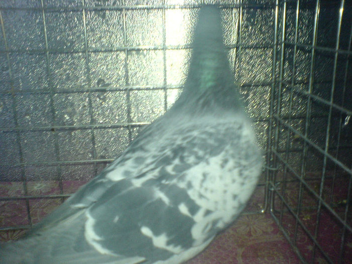 DSC00649