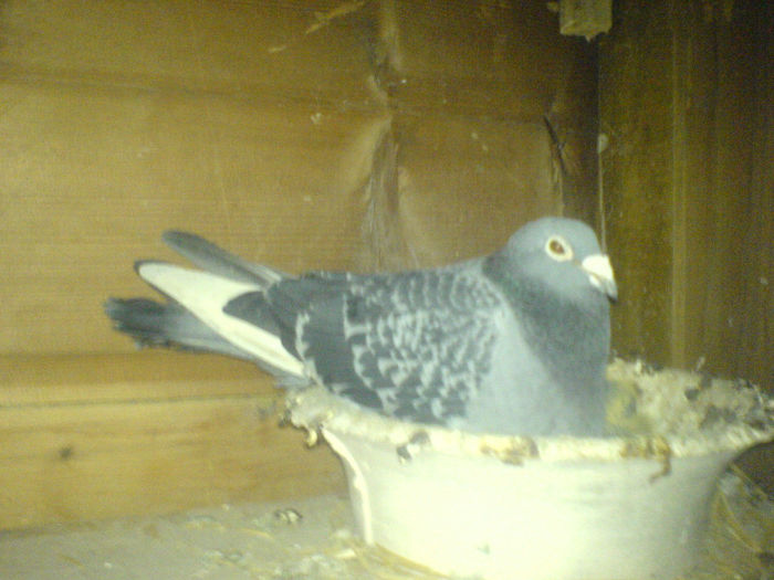 DSC00665