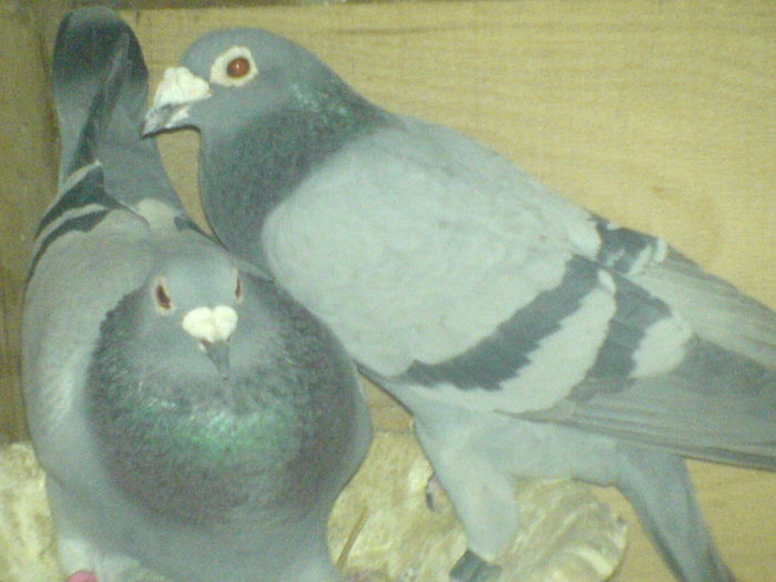 DSC00668
