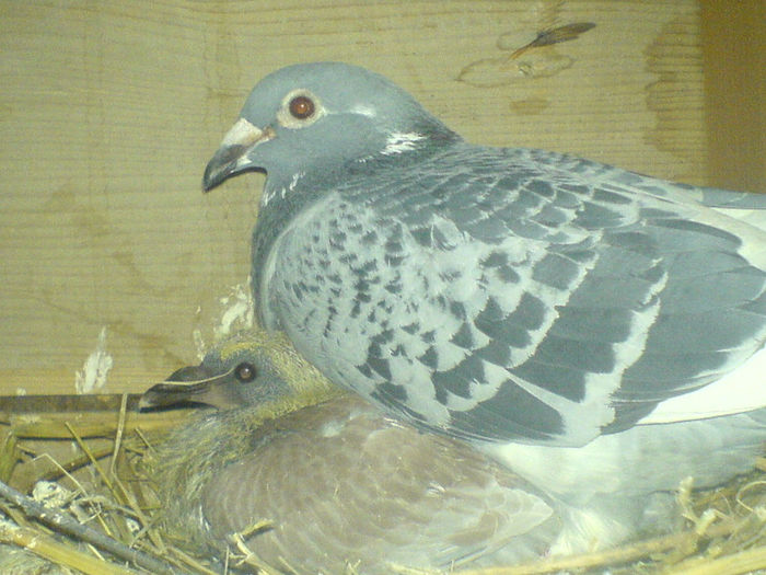 DSC00671