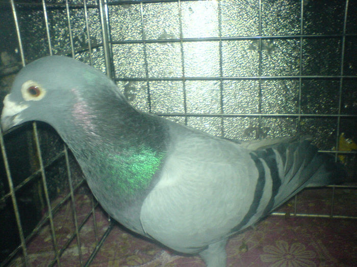 DSC00676