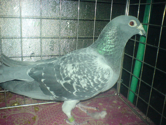 DSC00678