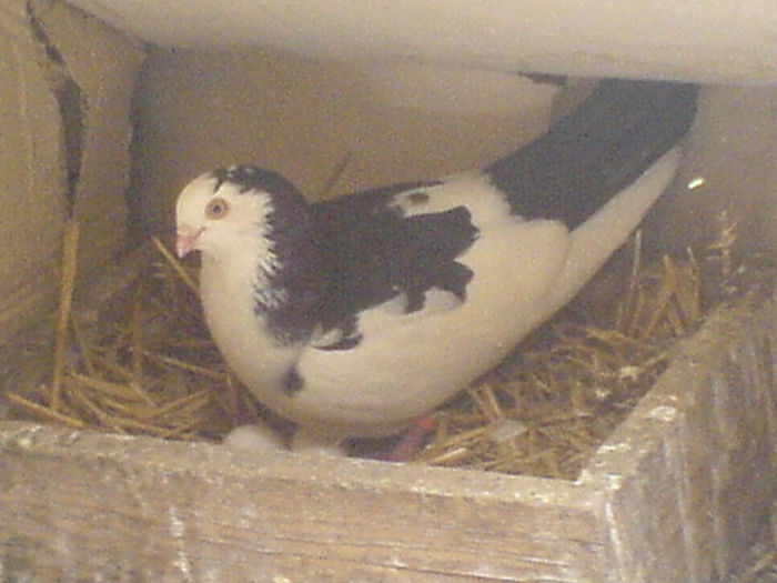 DSC00681