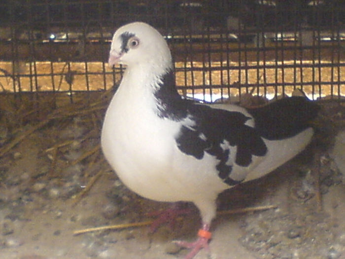 DSC00682