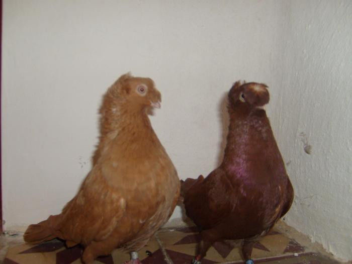 juc bimotat ardelean