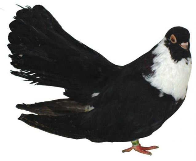 negru trenat de buc1
