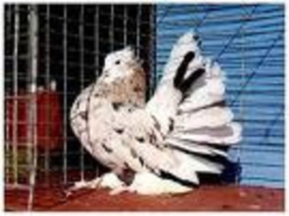 pava indian
