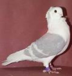 pescarus german