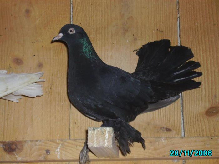 roller_persan