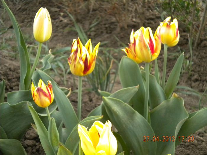  - flori din gradina 2013