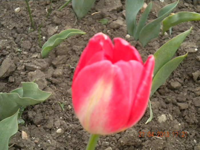  - flori din gradina 2013