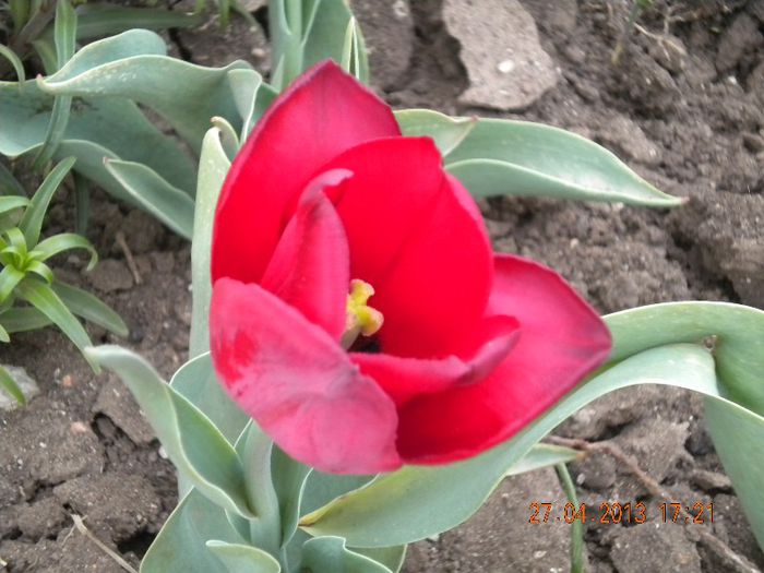  - flori din gradina 2013
