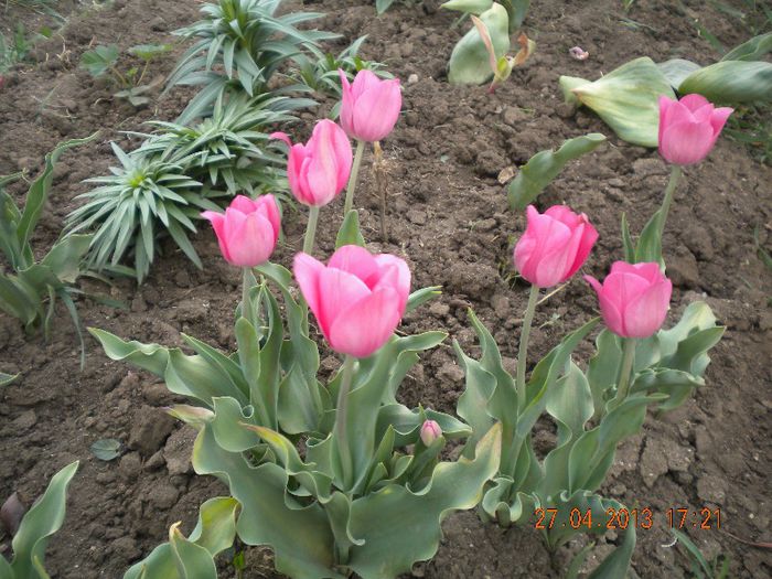  - flori din gradina 2013