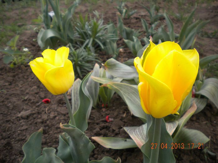  - flori din gradina 2013