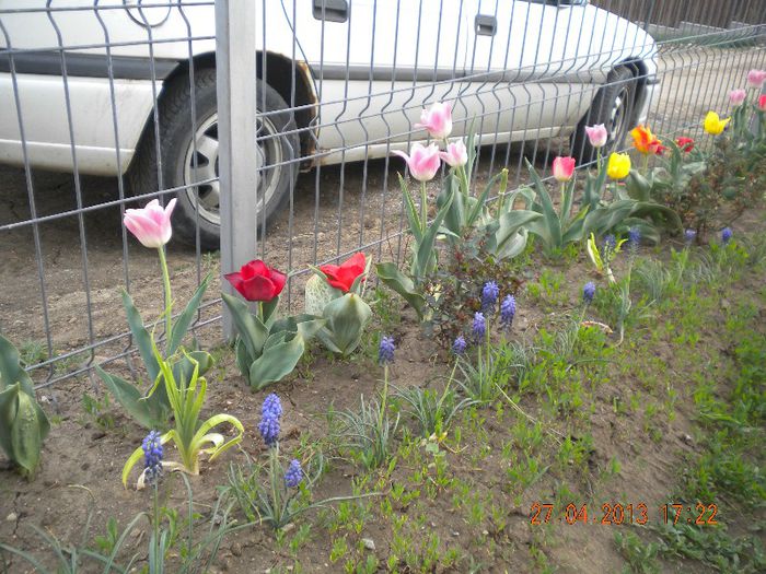  - flori din gradina 2013