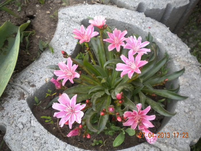  - flori din gradina 2013