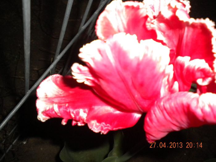  - flori din gradina 2013