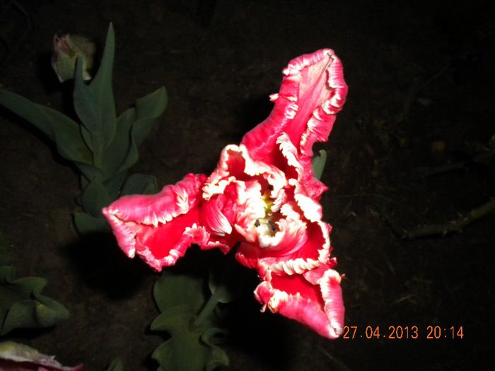  - flori din gradina 2013