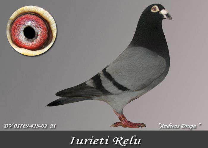 01769-419-02 iurieti relu - voiajori de top