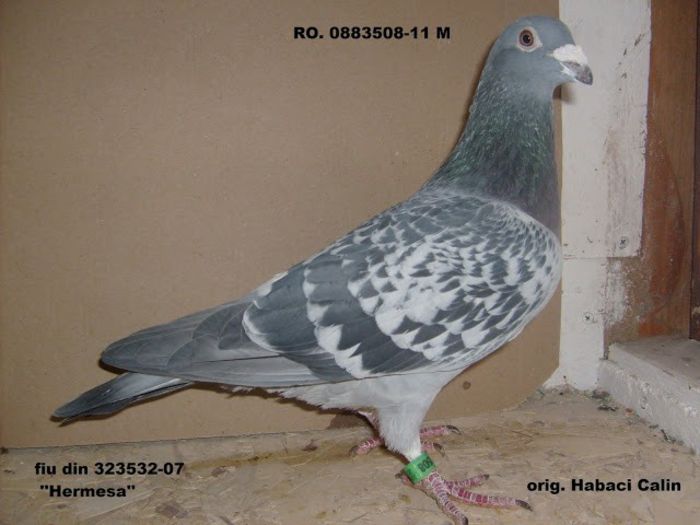 078 - cei mai frumosi porumbei voiajoro clasati