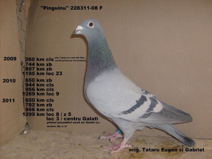 083 - cei mai frumosi porumbei voiajoro clasati