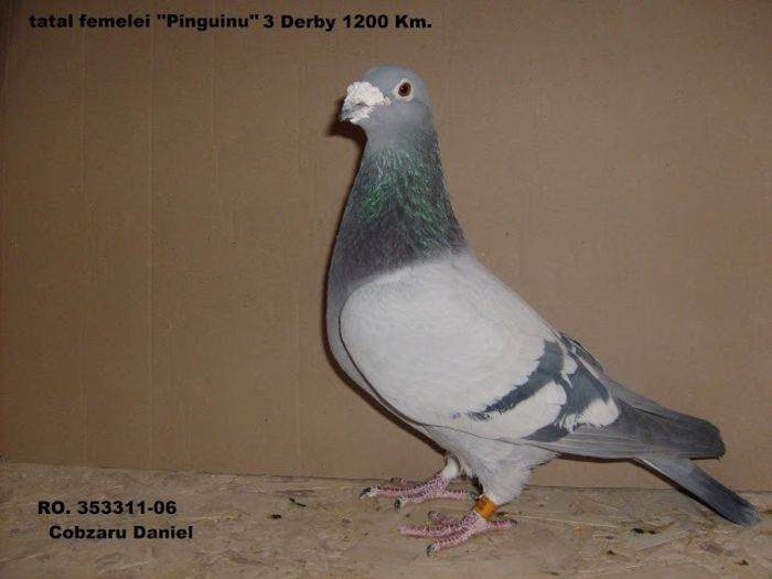 130 - cei mai frumosi porumbei voiajoro clasati