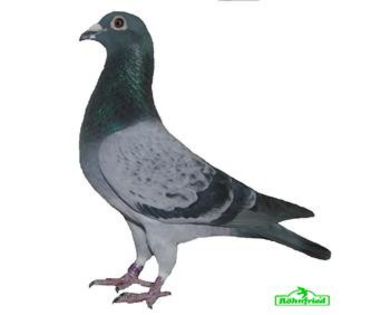 9067213