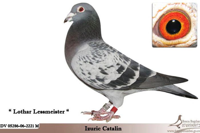 izuric_lessmeister