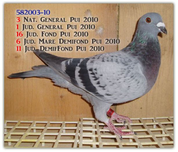 penteliuc-ghita-0582003-2010 - cei mai frumosi porumbei voiajoro clasati