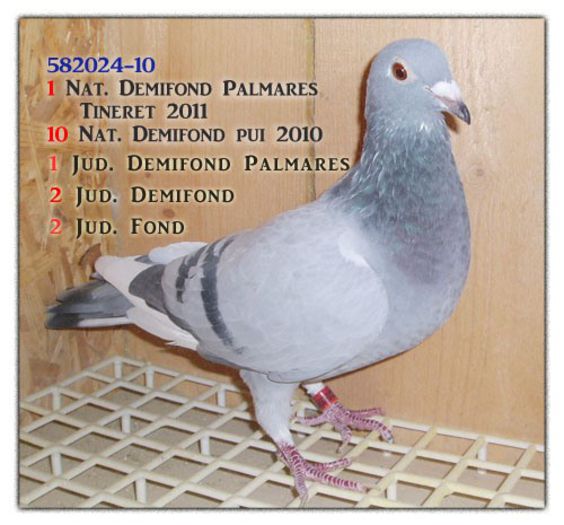 penteliuc-ghita-0582024-20101 - cei mai frumosi porumbei voiajoro clasati