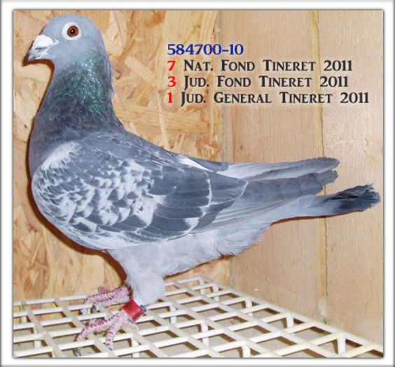 penteliuc-ghita-0584700-2010 - cei mai frumosi porumbei voiajoro clasati