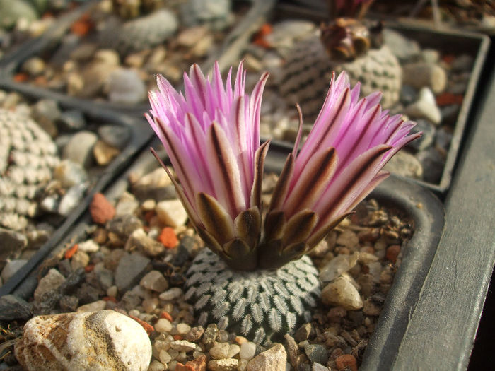 Copy of DSCF4635 - CACTUSI SI FLORI