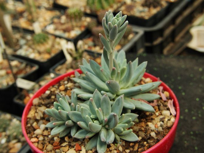 x Pachyveria glauca