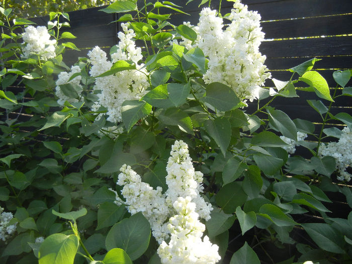 White Lilac Tree (2013, April 27) - Syringa vulgaris White