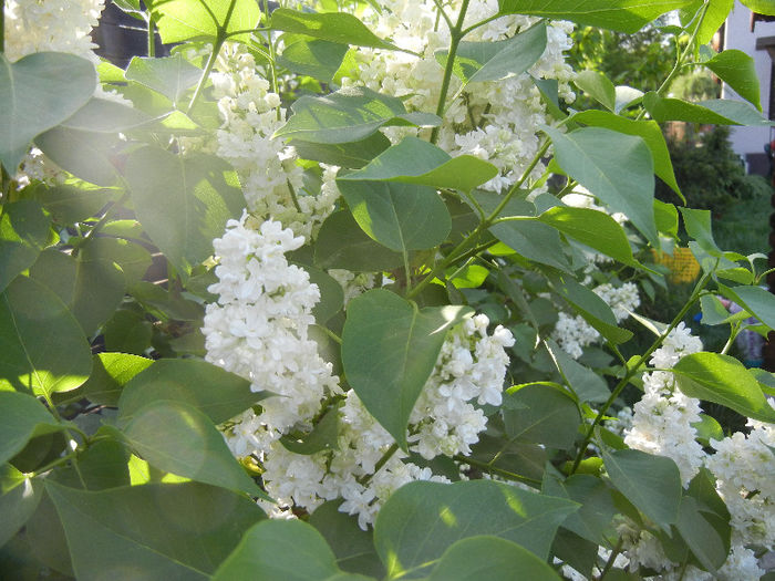 White Lilac Tree (2013, April 27) White Lilac Tree (2013, April 27)