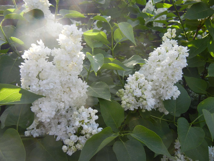 White Lilac Tree (2013, April 27) White Lilac Tree (2013, April 27)