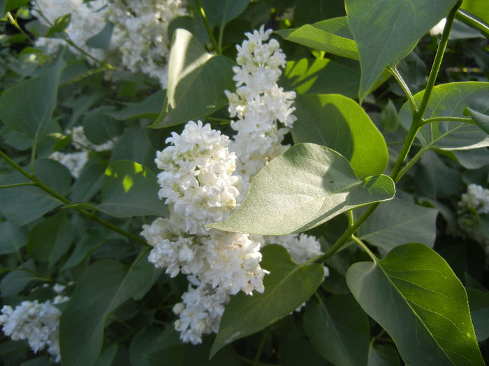 White Lilac Tree (2013, April 27) White Lilac Tree (2013, April 27)