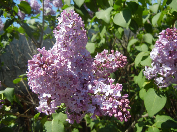 Syringa vulgaris_Lilac (2013, April 26)