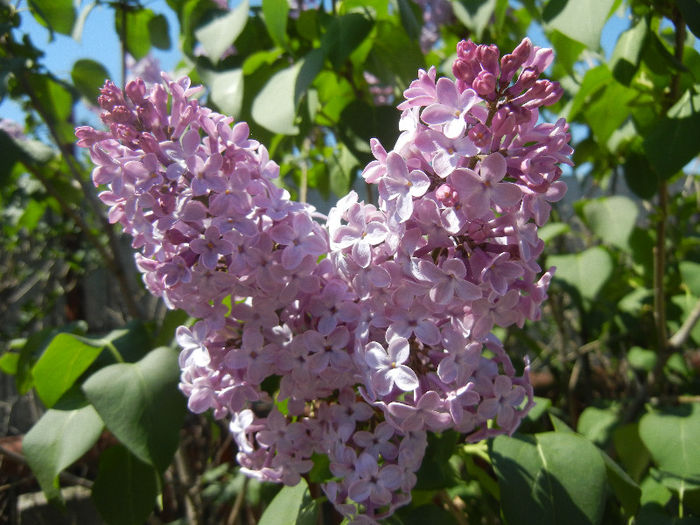 Syringa vulgaris_Lilac (2013, April 26)