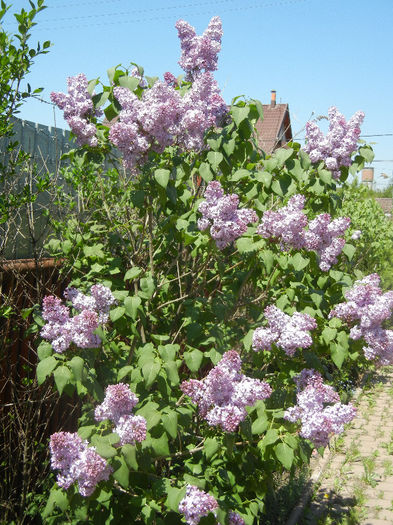 Syringa vulgaris_Lilac (2013, April 26)