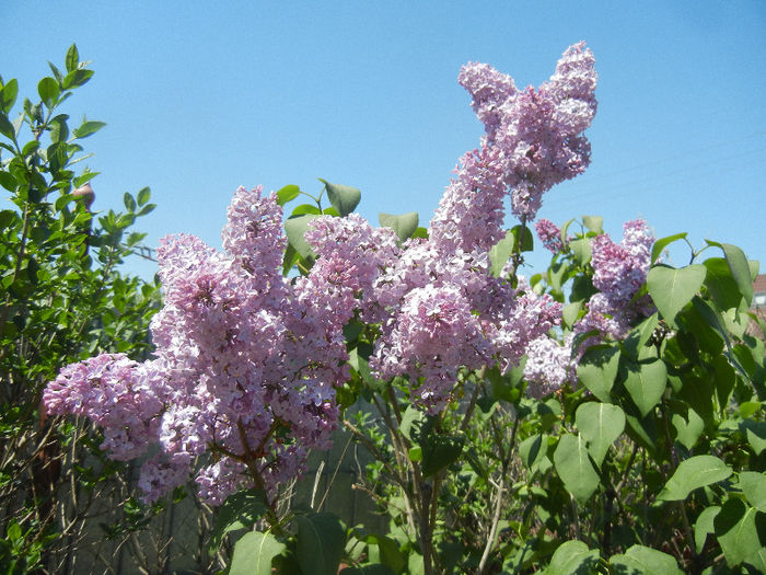 Syringa vulgaris_Lilac (2013, April 26)