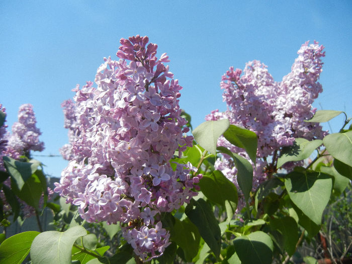 Syringa vulgaris_Lilac (2013, April 26)