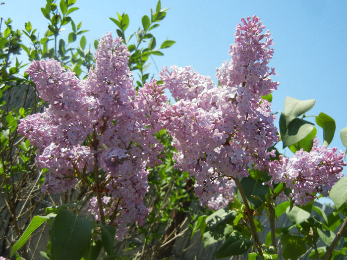 Syringa vulgaris_Lilac (2013, April 26)