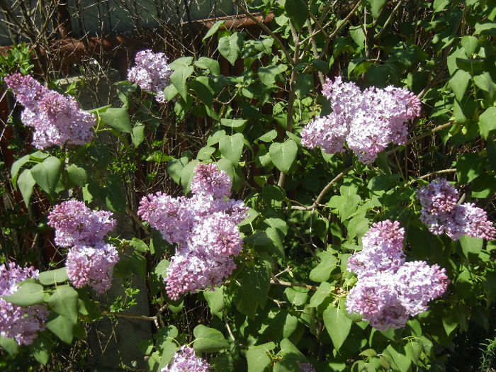 Syringa vulgaris_Lilac (2013, April 26)