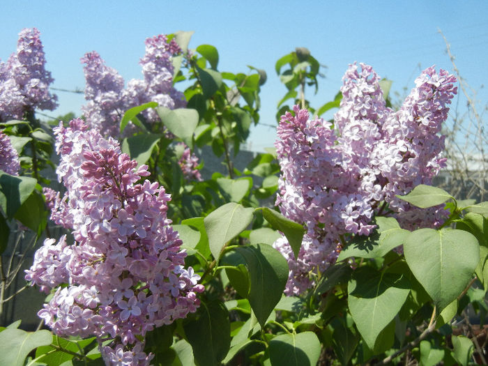 Syringa vulgaris_Lilac (2013, April 26)