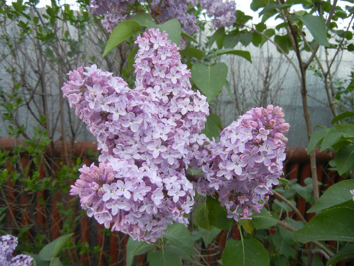 Syringa vulgaris_Lilac (2013, April 27)