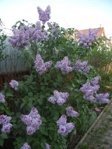 Syringa vulgaris_Lilac (2013, April 27)