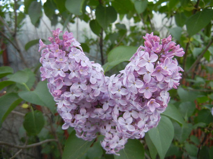 Syringa vulgaris_Lilac (2013, April 27)
