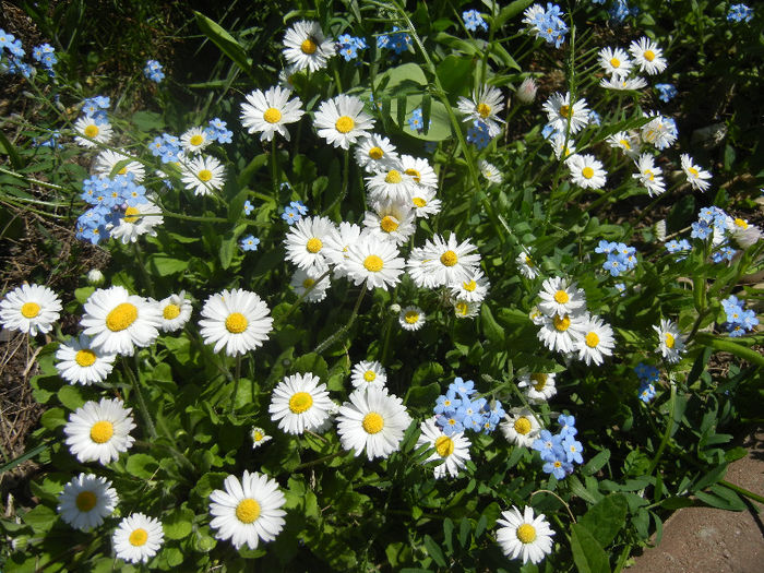 Bellis & Myosotis (2013, April 26)